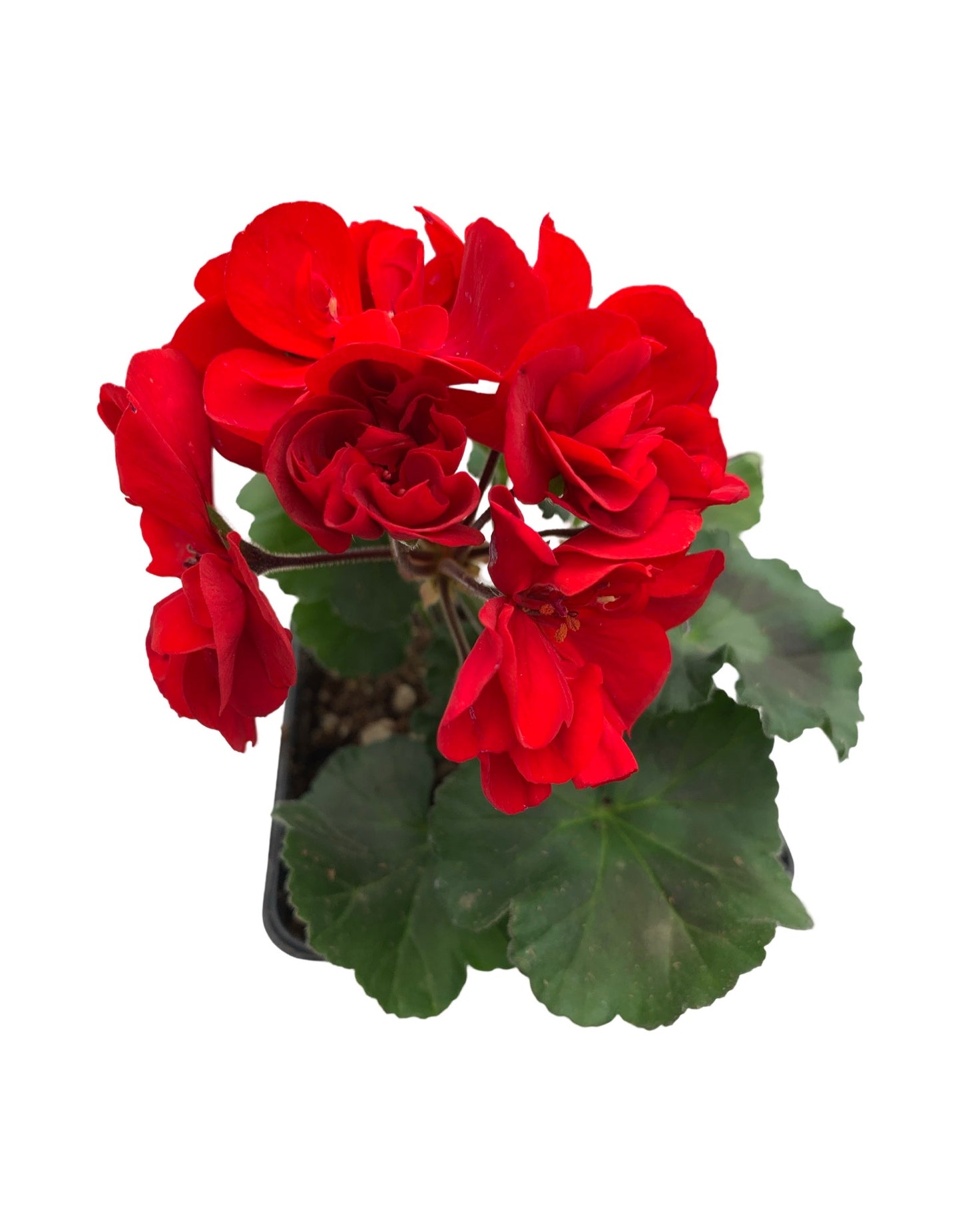 Geranium Zonal ‘Moonlight Red’ - The Garden Corner