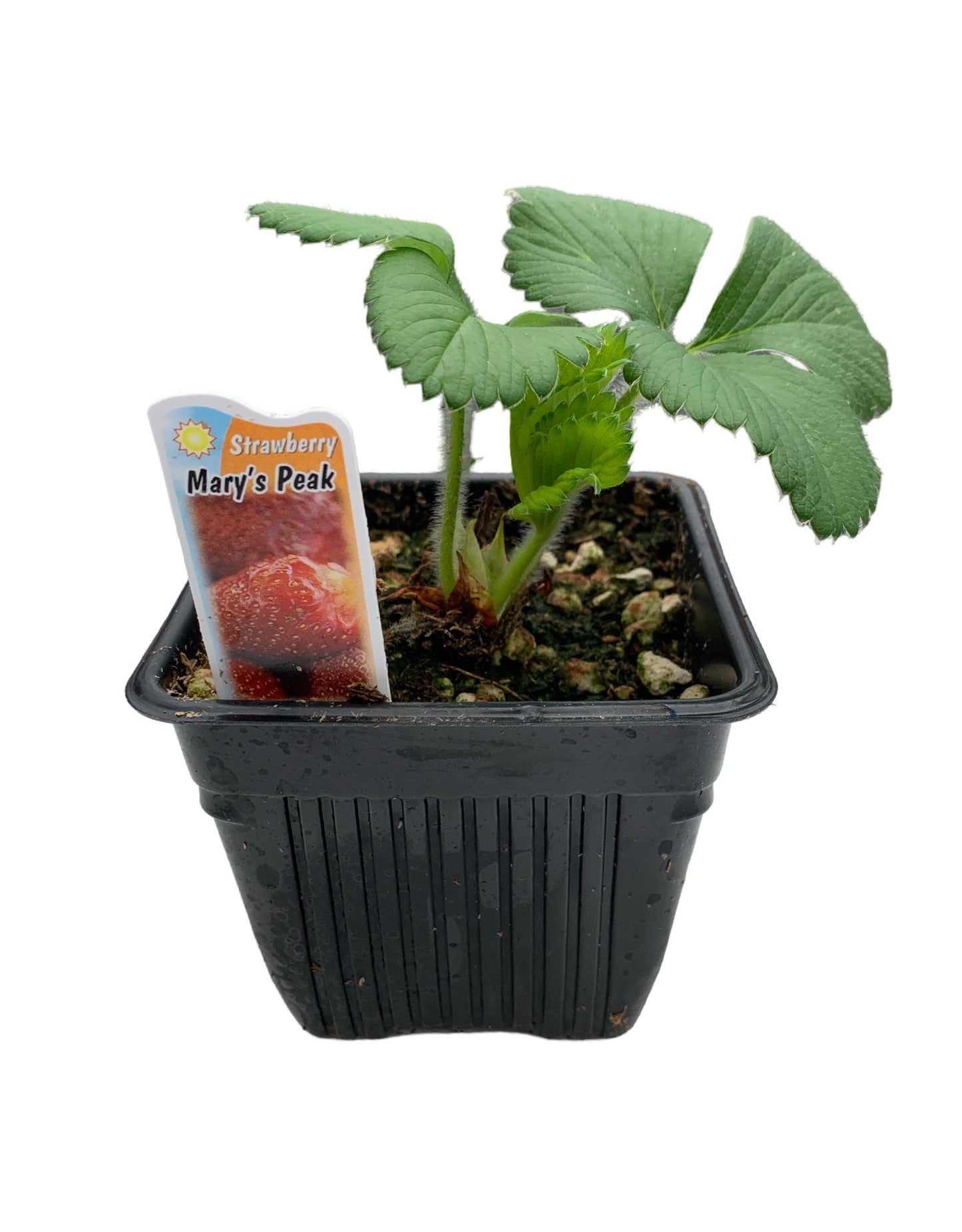 Strawberry ‘Mary’s Peak - The Garden Corner