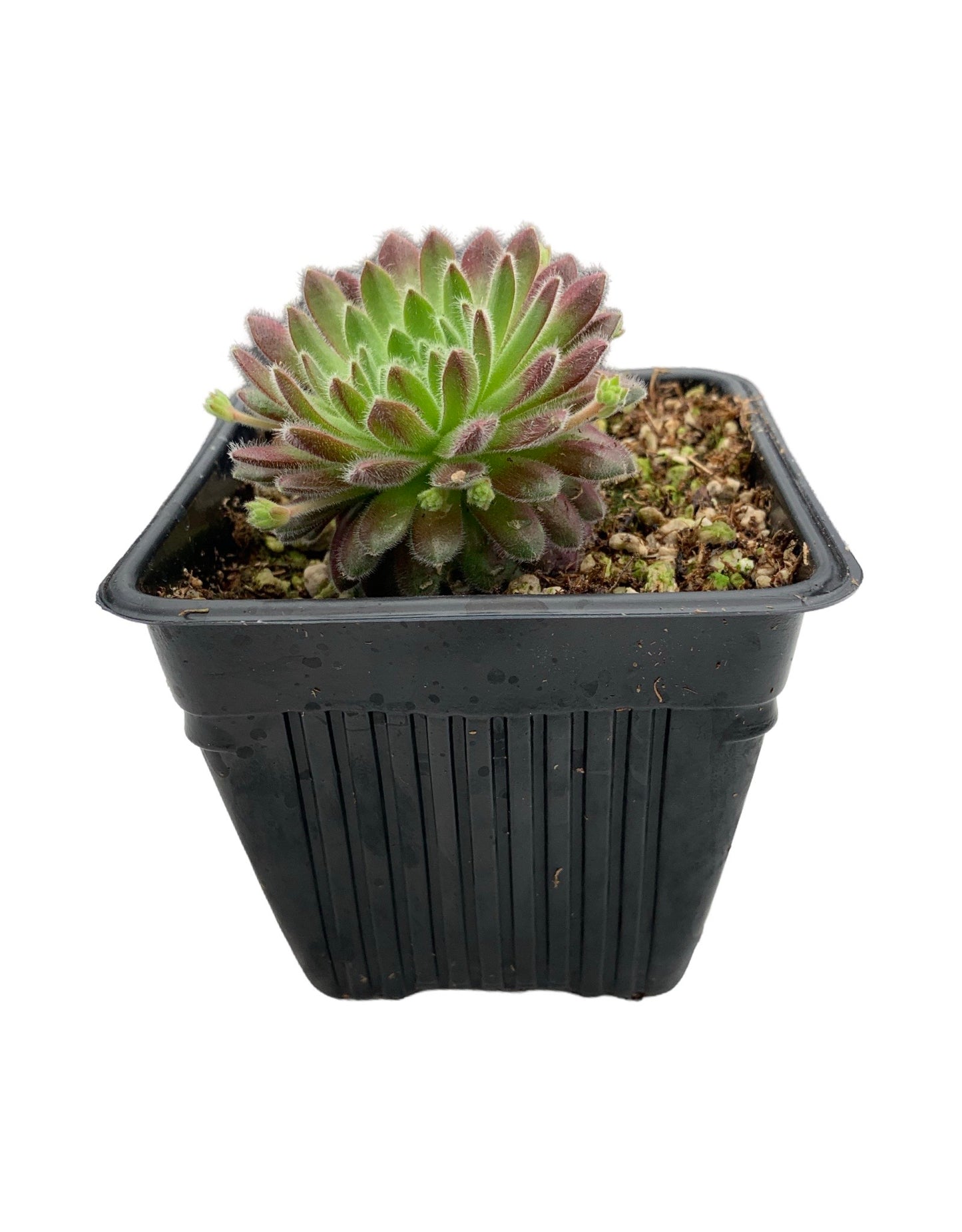 Sempervivum ‘Pacific Zoftic’ - Groundcovers