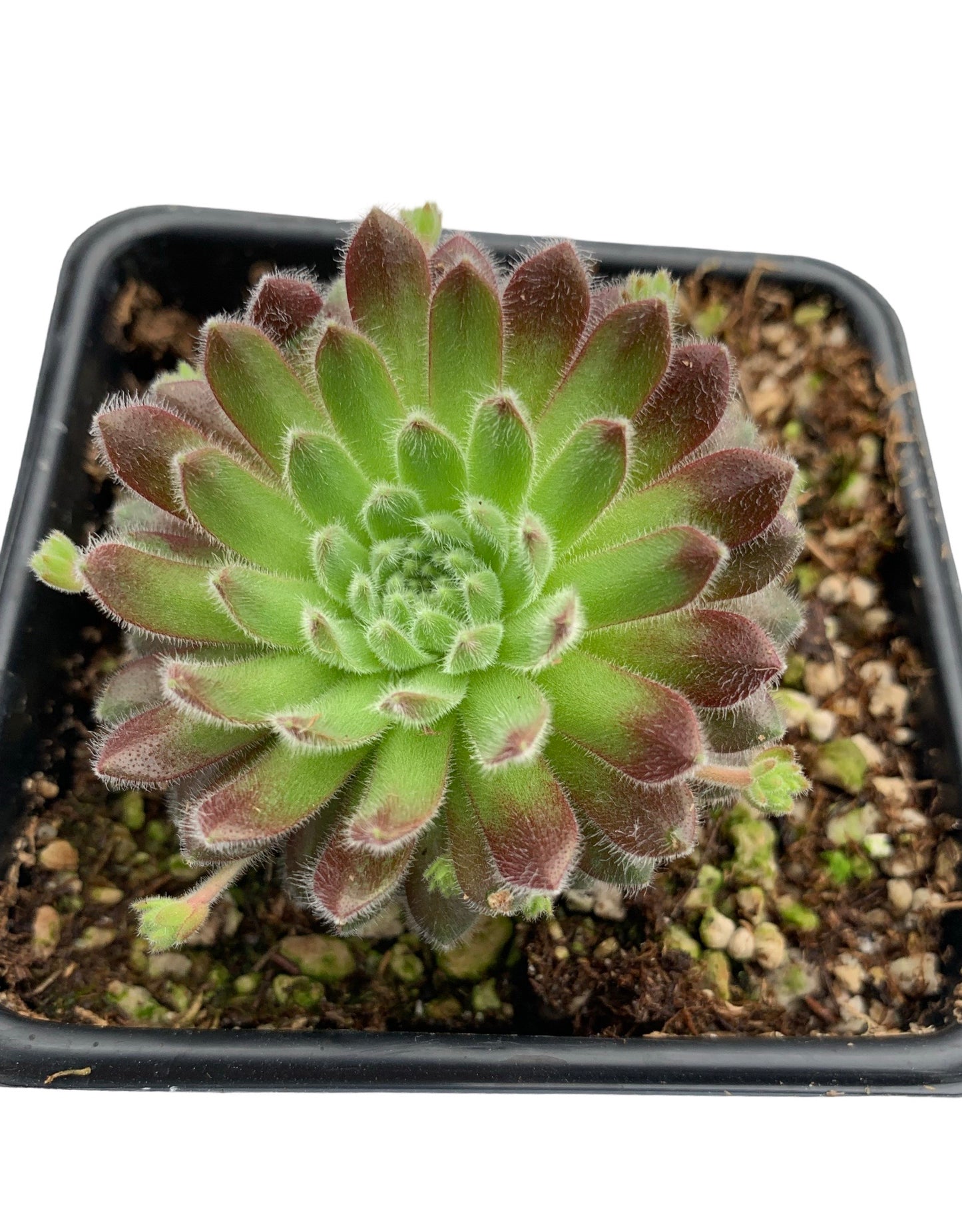 Sempervivum ‘Pacific Zoftic’ - The Garden Corner