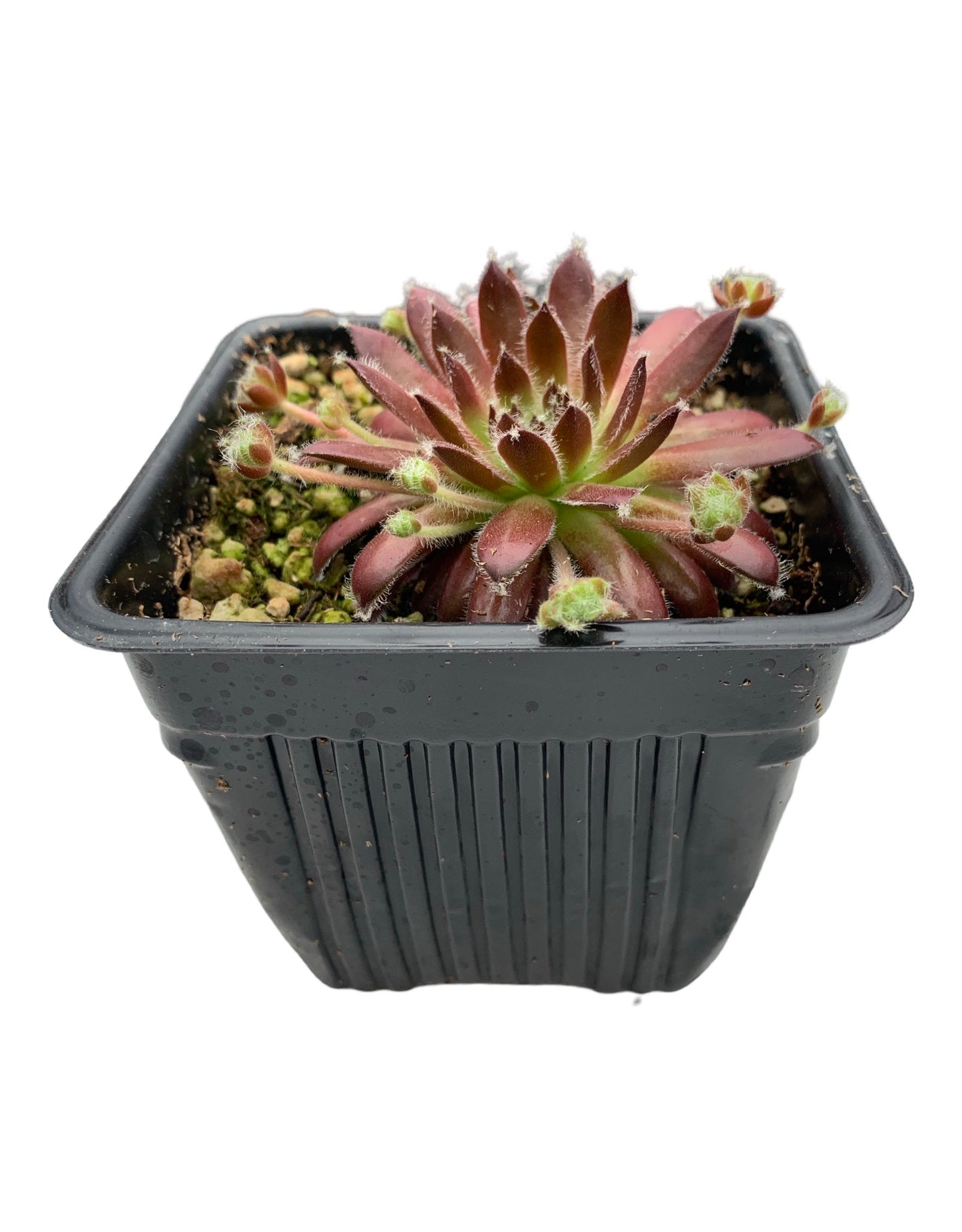 Sempervivum ‘Urmina’ - Groundcovers