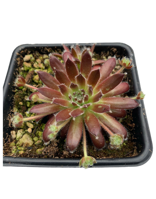Sempervivum ‘Urmina’ - The Garden Corner