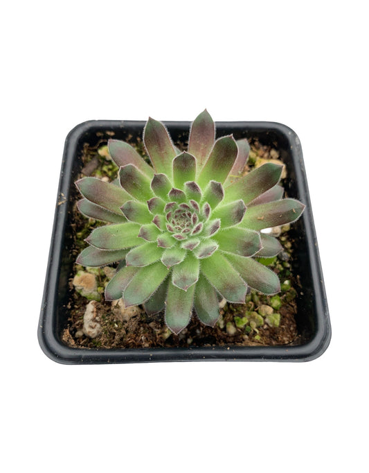 Sempervivum ‘Spirit of 76’ - The Garden Corner