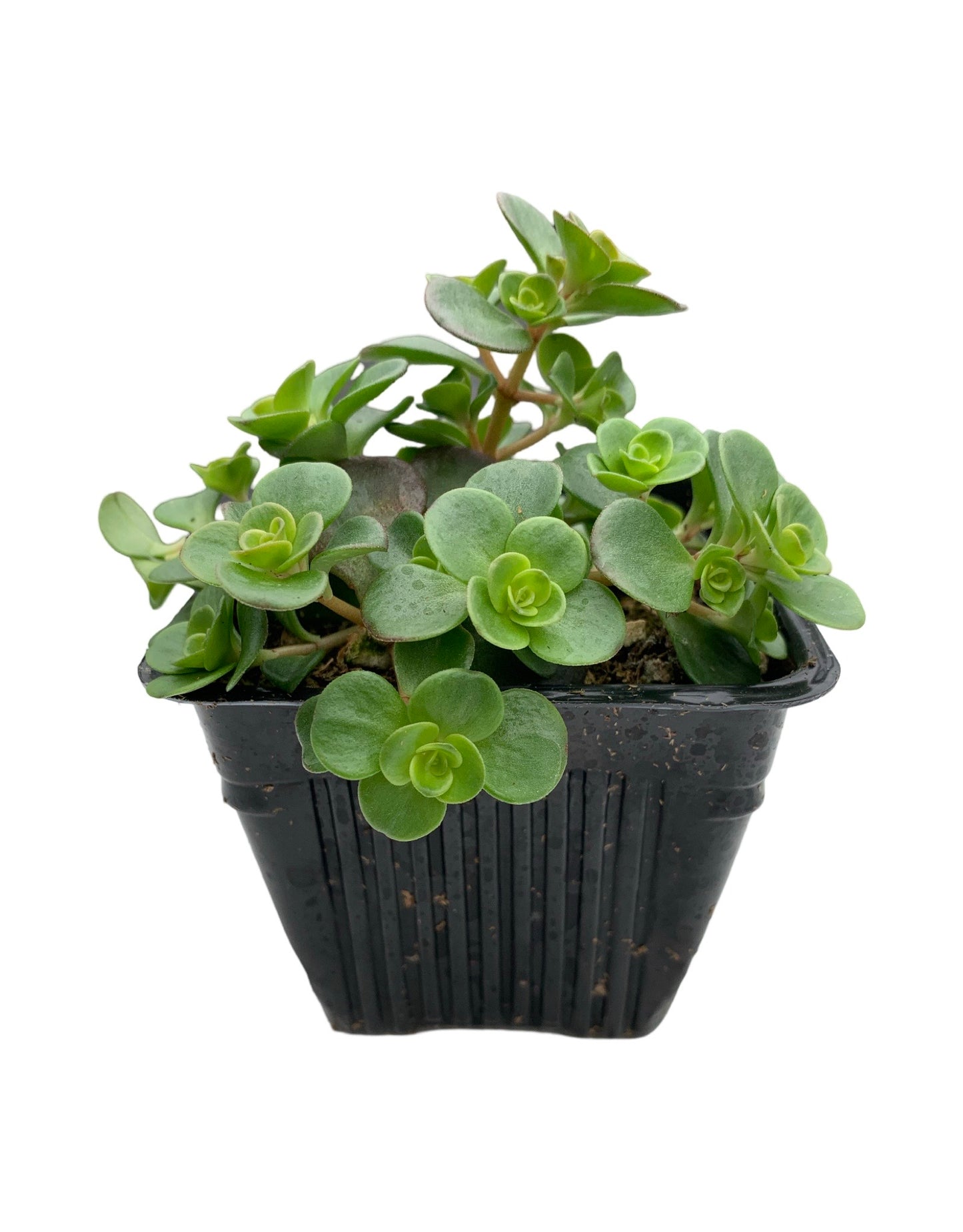 Sedum tetractinum 'Coral Reef'