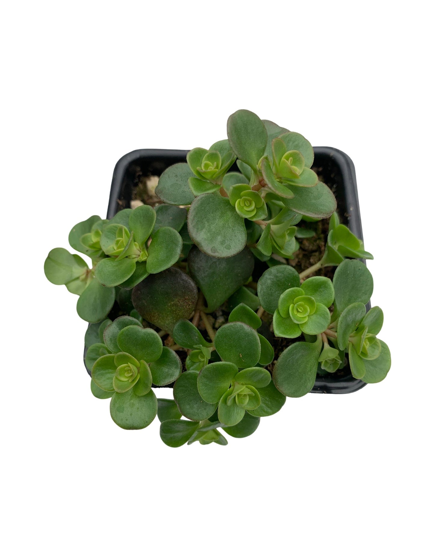 Sedum tetractinum 'Coral Reef'