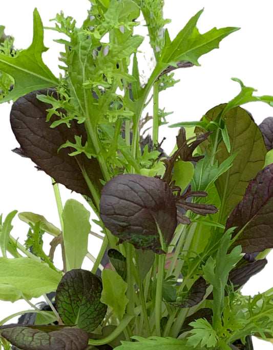 Mesclun Mix - The Garden Corner