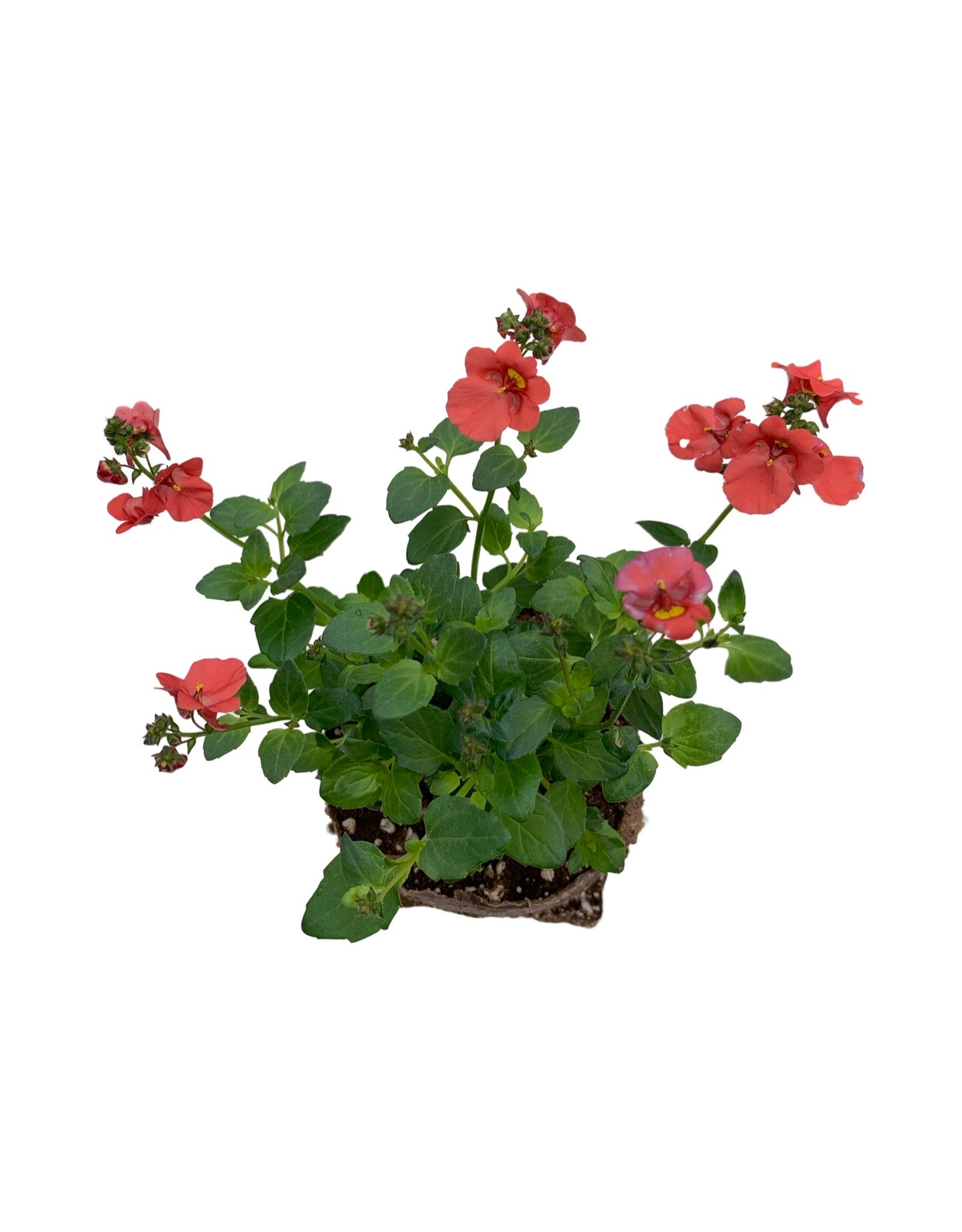 Diascia 'Darla Deep Salmon' - The Garden Corner