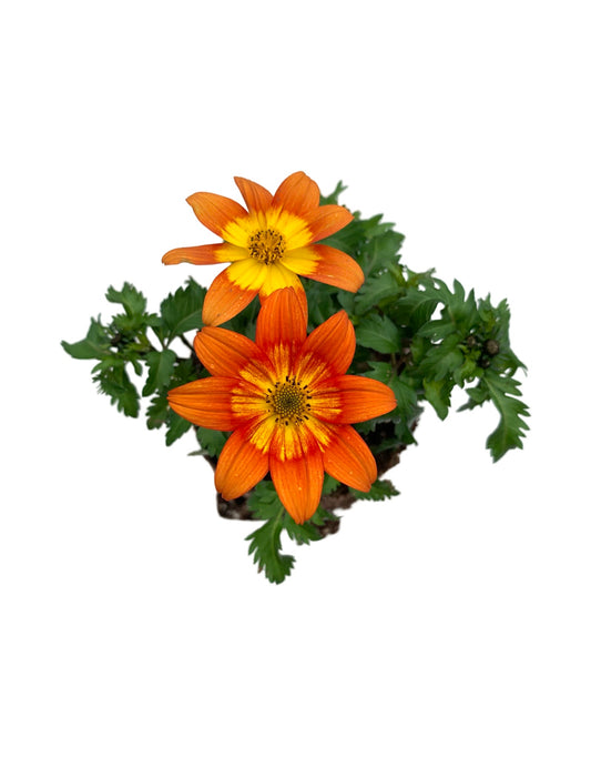 Bidens 'Bidy Boom Wildfire' - The Garden Corner