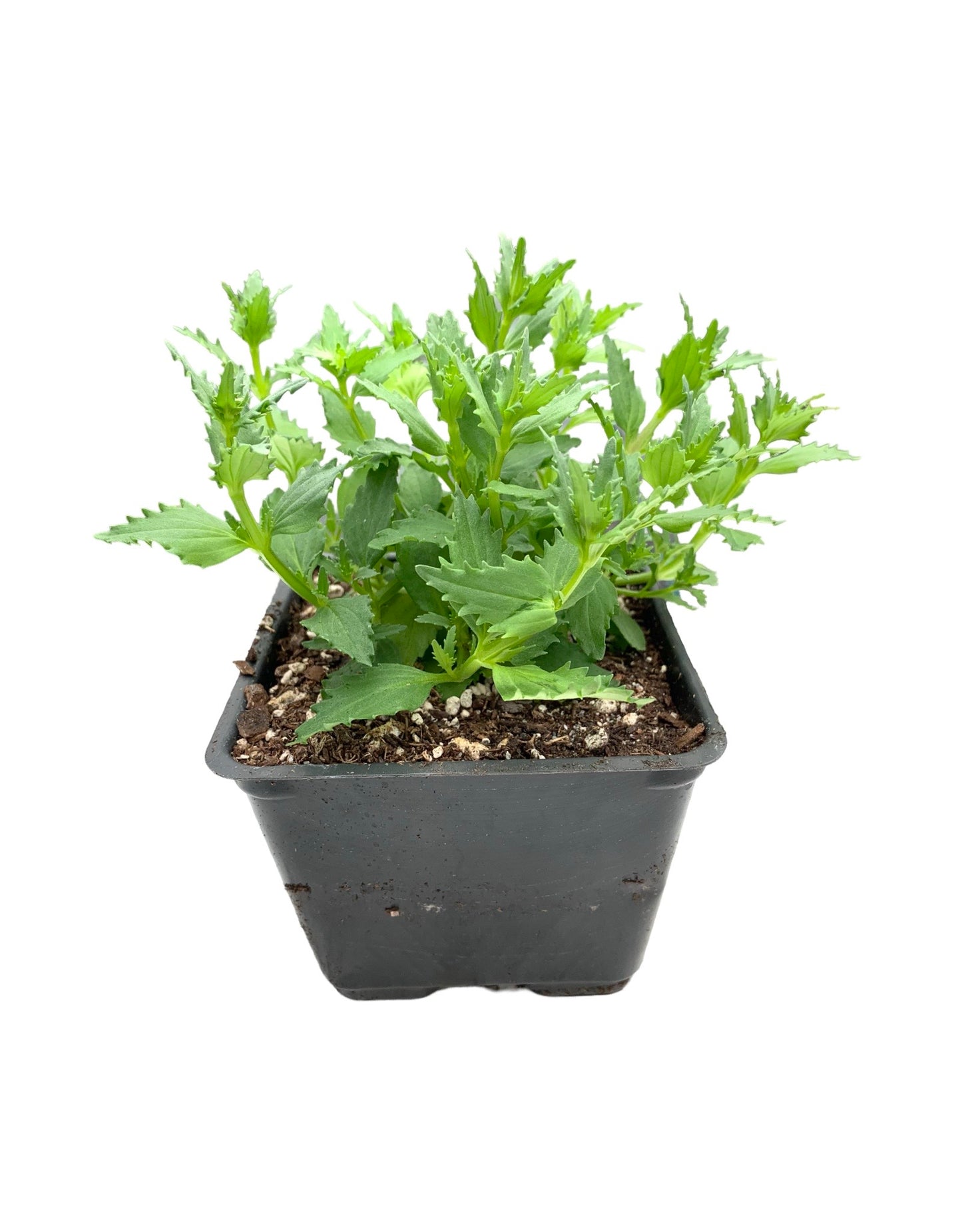 Nemesia nesia 'Tangerine' - The Garden Corner