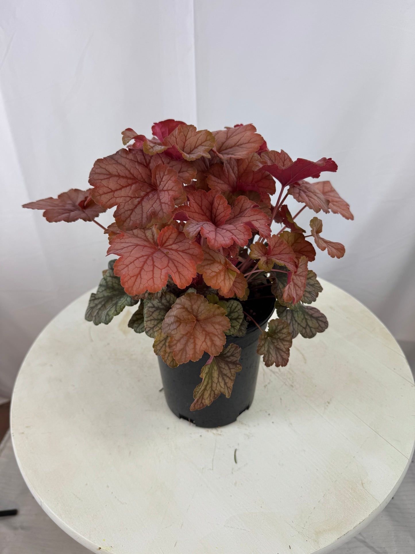 Heuchera 'Changeling' - Perennials