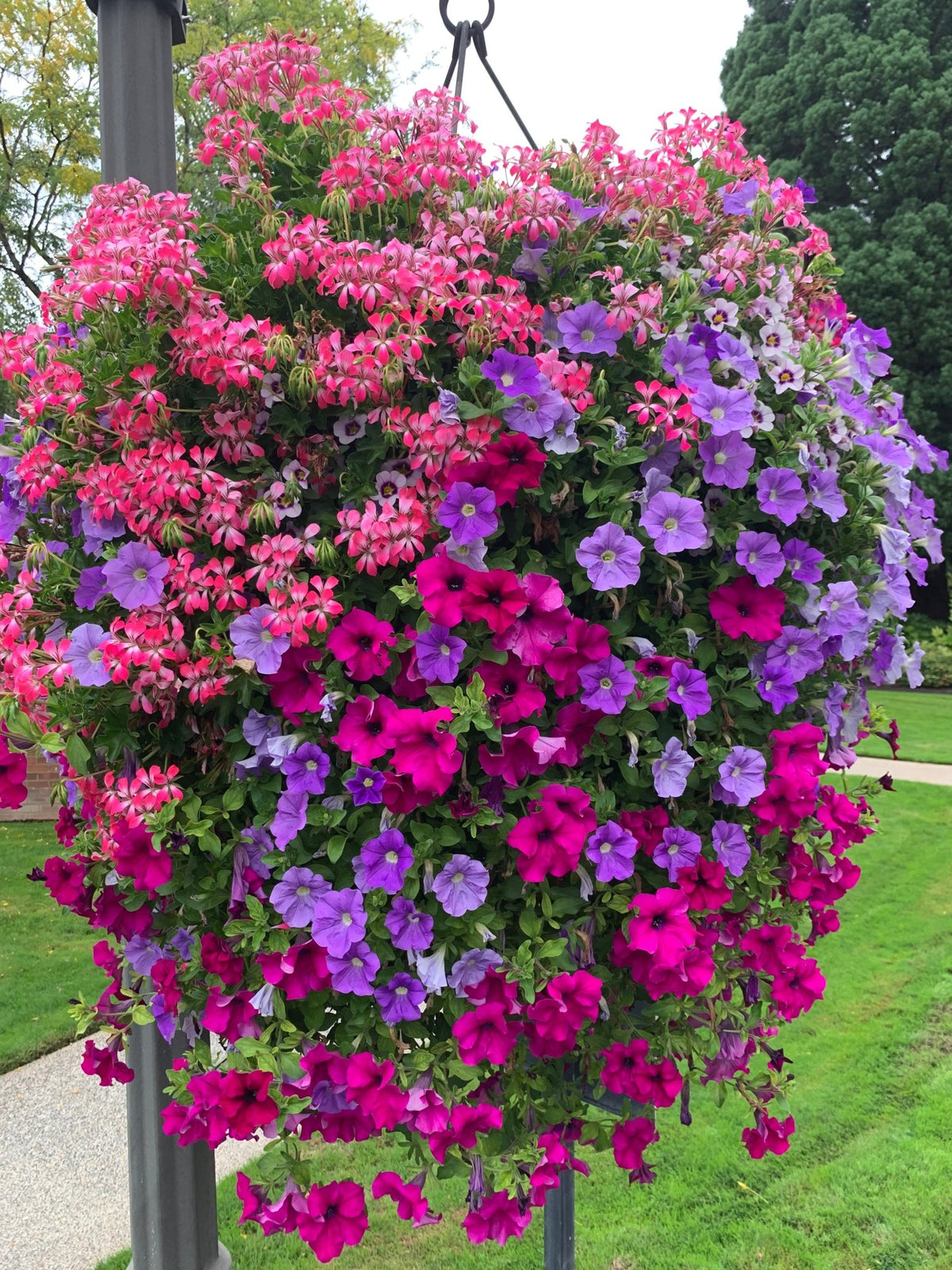 Our Passion Basket - Pre-Order - Annuals
