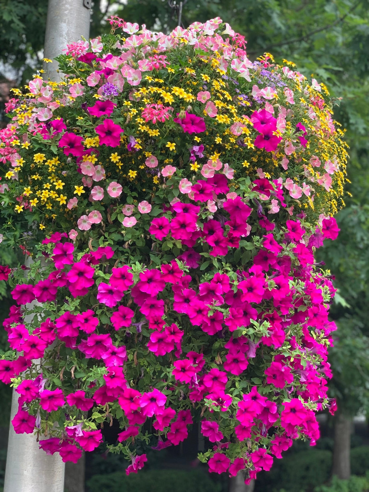 Our Passion Basket - Pre-Order - Annuals