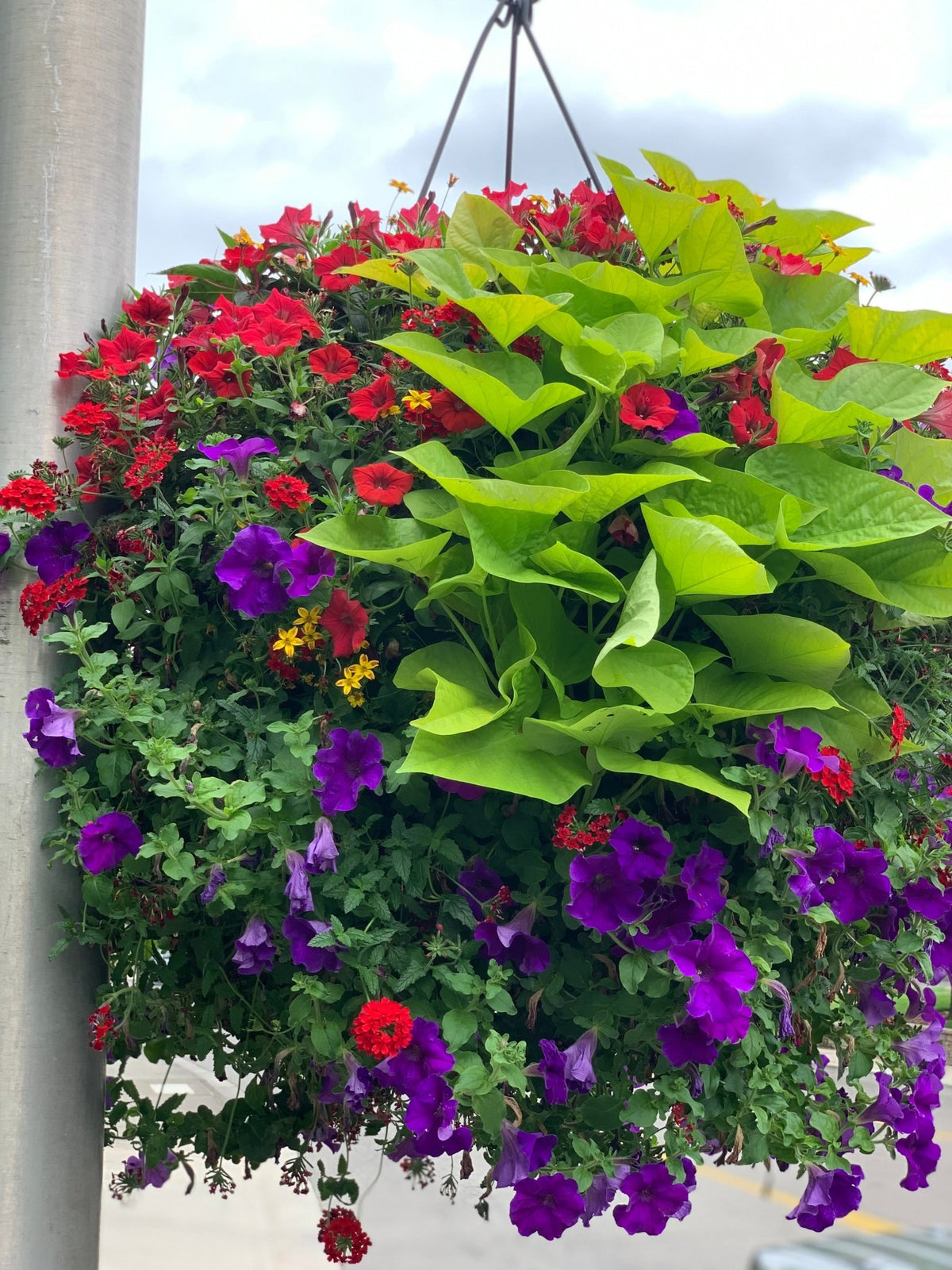 Our Passion Basket - Pre-Order - Annuals