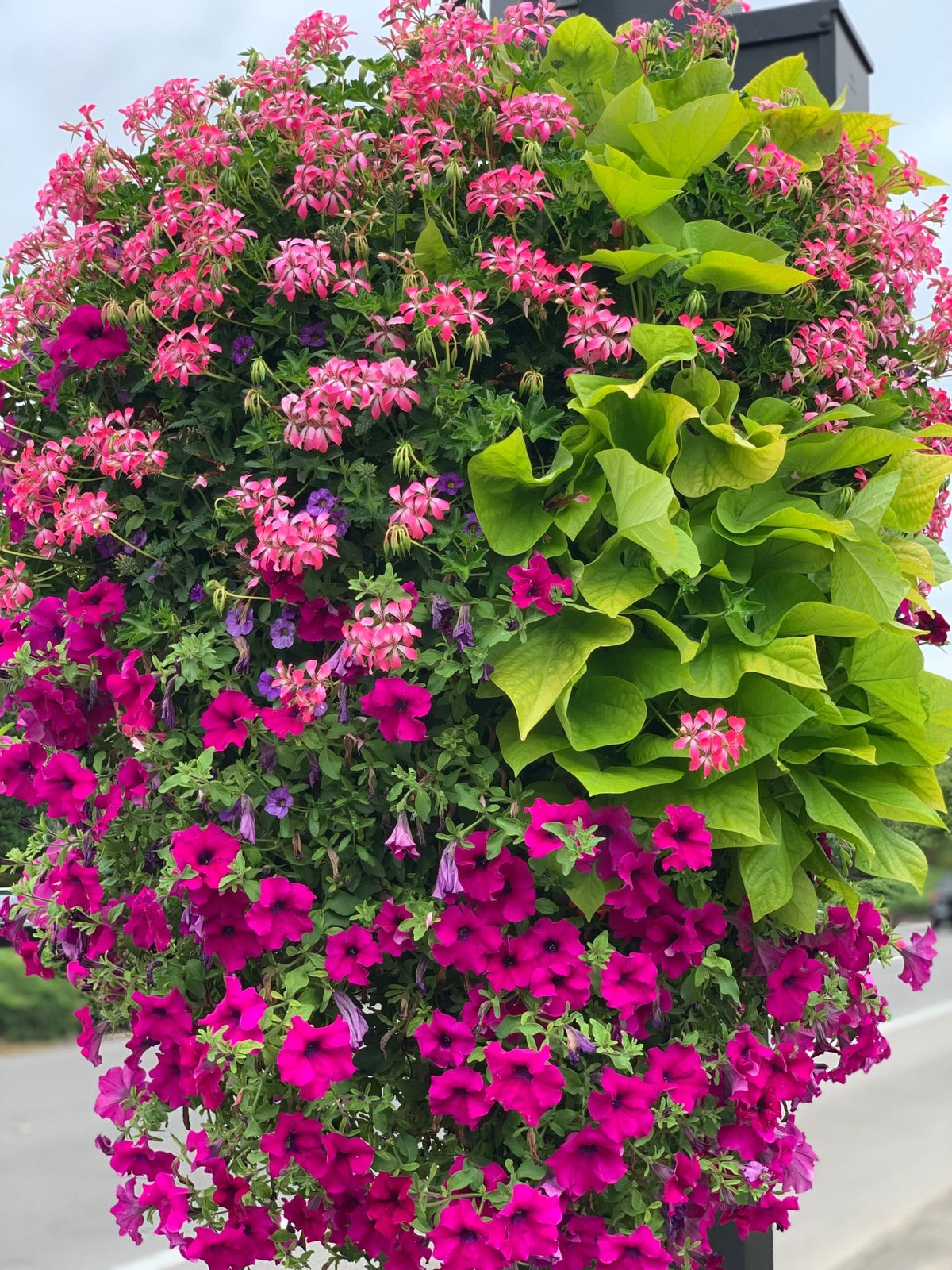 Our Passion Basket - Pre-Order - Annuals