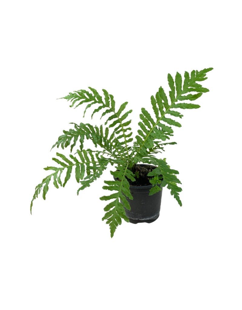 Blechnum gibbum 'Silver Lady' - House Plants