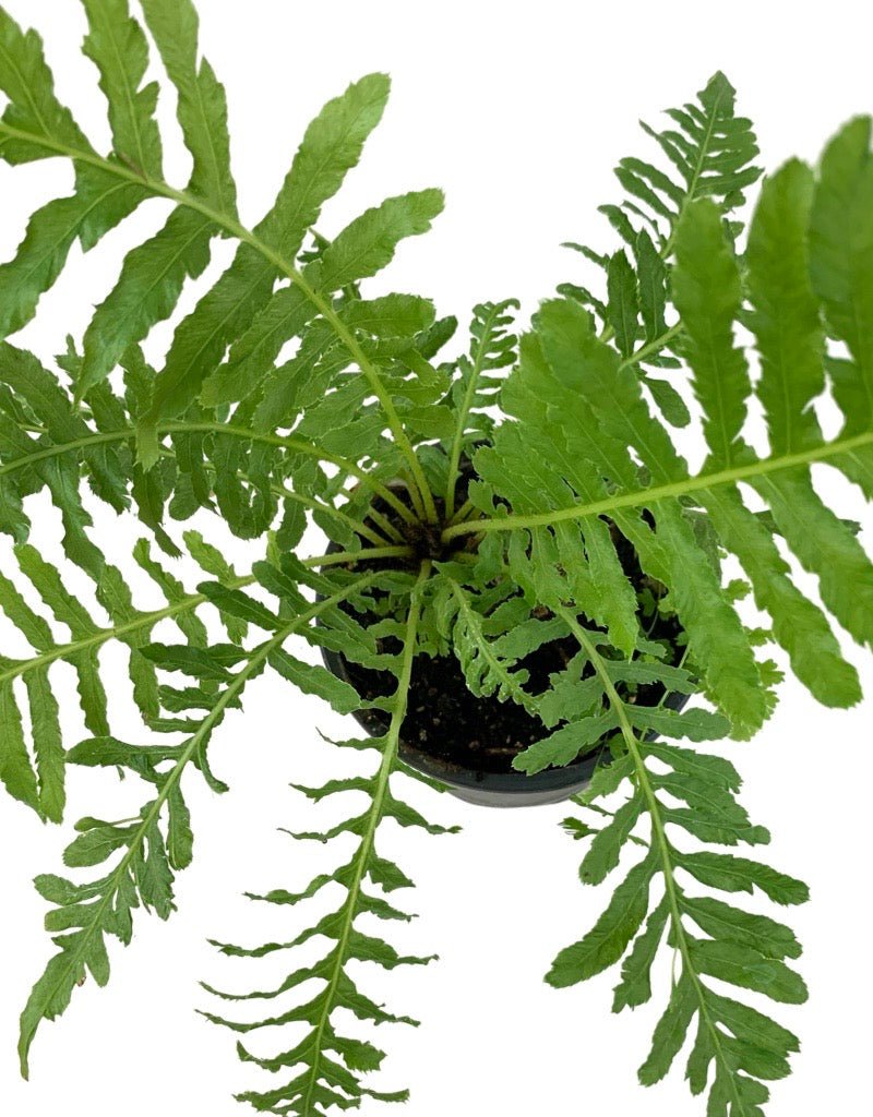 Blechnum gibbum 'Silver Lady' - The Garden Corner