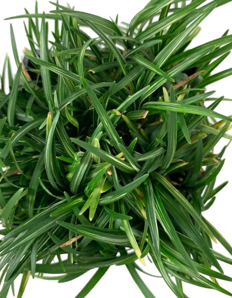 Ophiopogon japonicus 'Fuiri Gyoku Ryu' - The Garden Corner