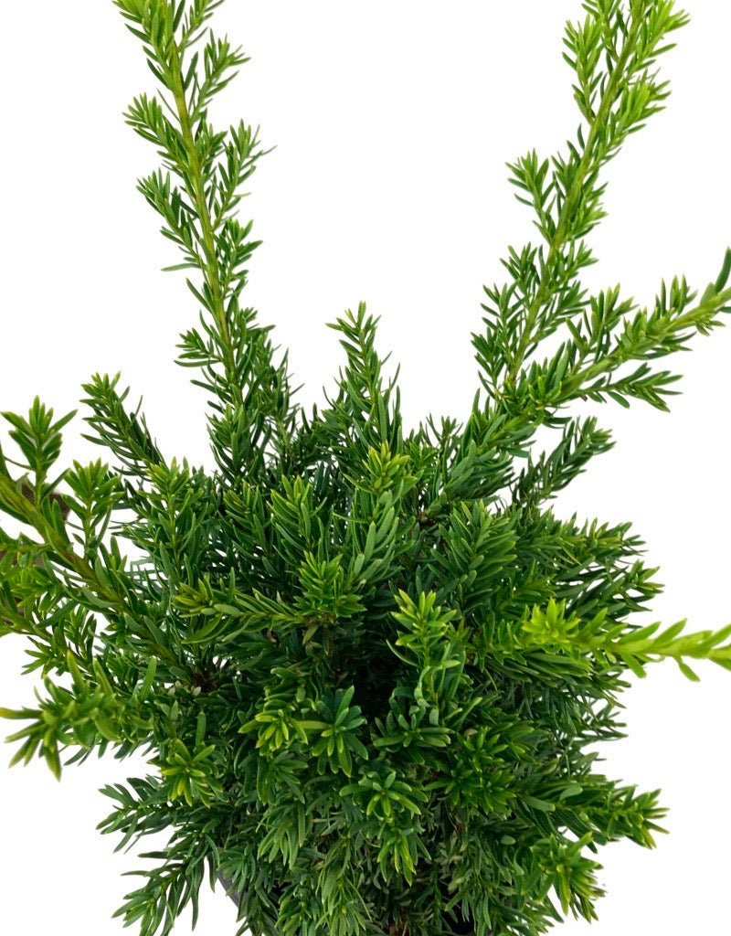Taxus cuspidata 'Nana Aurescens' 1 Gallon - The Garden Corner