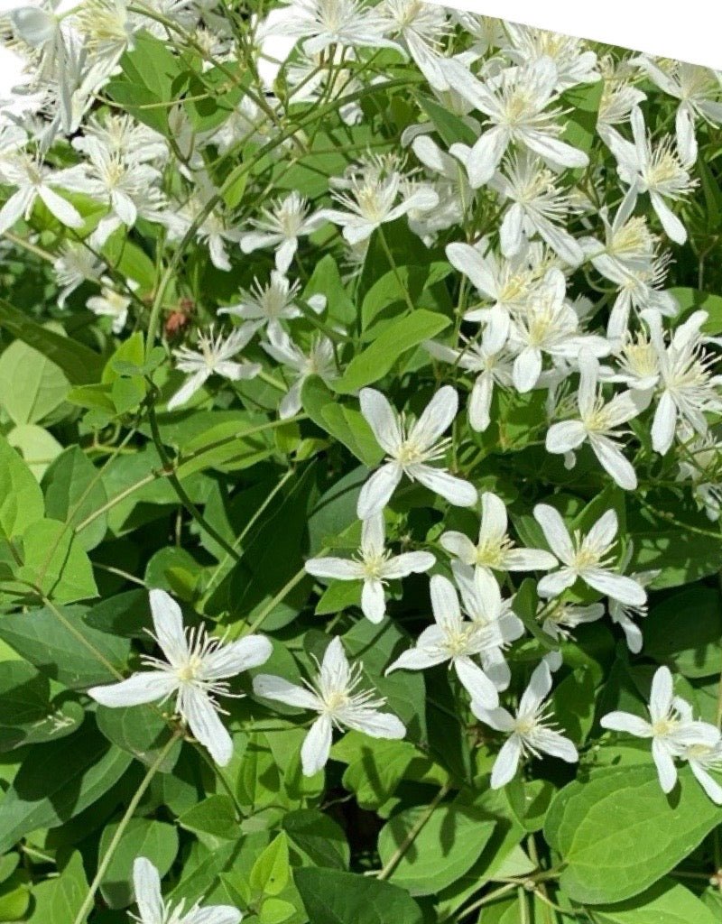 Clematis terniflora Staked - The Garden Corner
