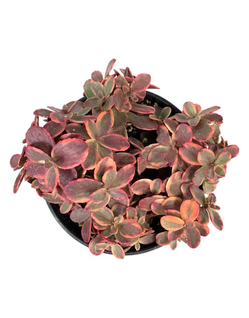 Sedum 'Wildfire' - The Garden Corner