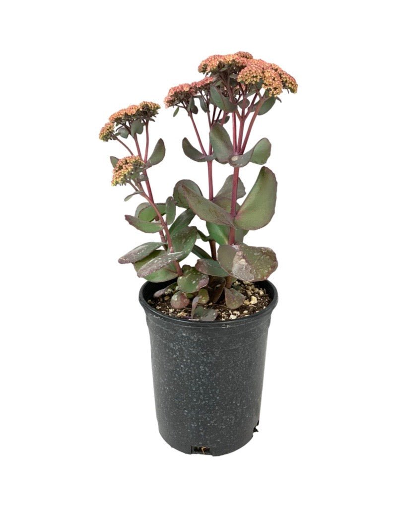 Sedum 'Blue Pearl' - Perennials
