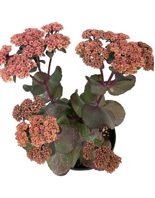 Sedum 'Blue Pearl' - The Garden Corner