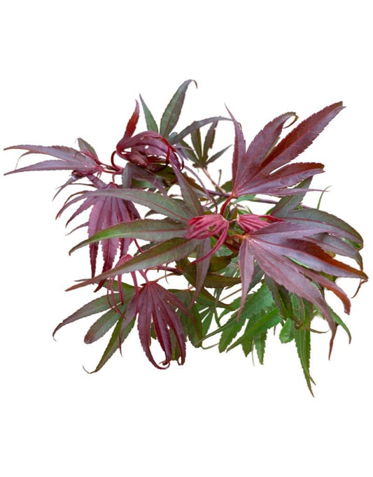 Acer palmatum 'Shaina' - The Garden Corner
