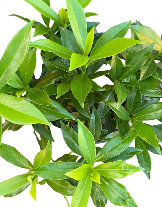 Daphne 'Perfume Princess' - The Garden Corner