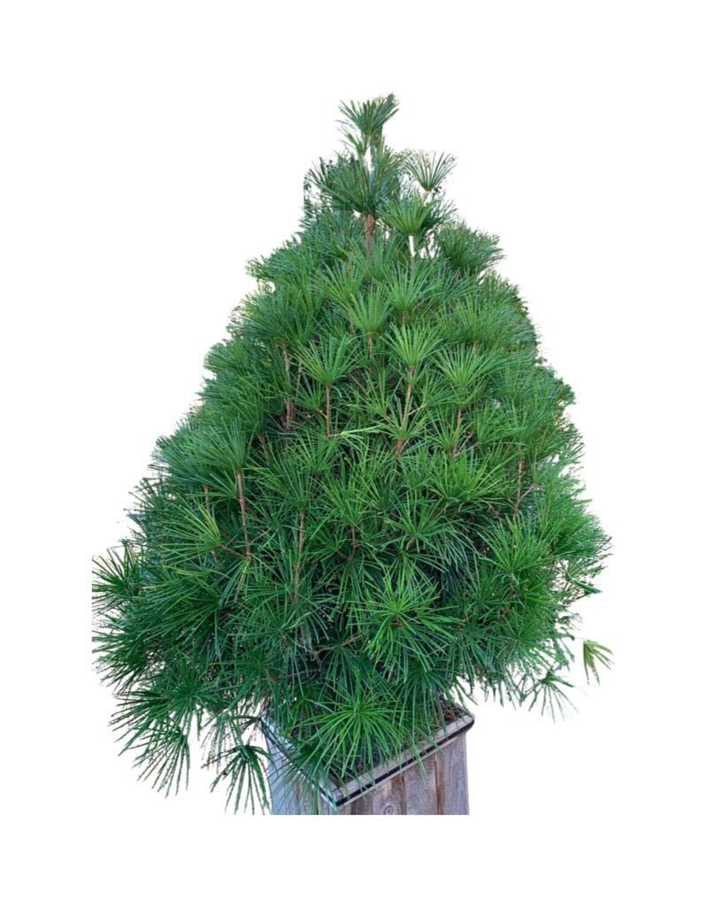 Sciadopitys verticillata 'Winter Green' - The Garden Corner