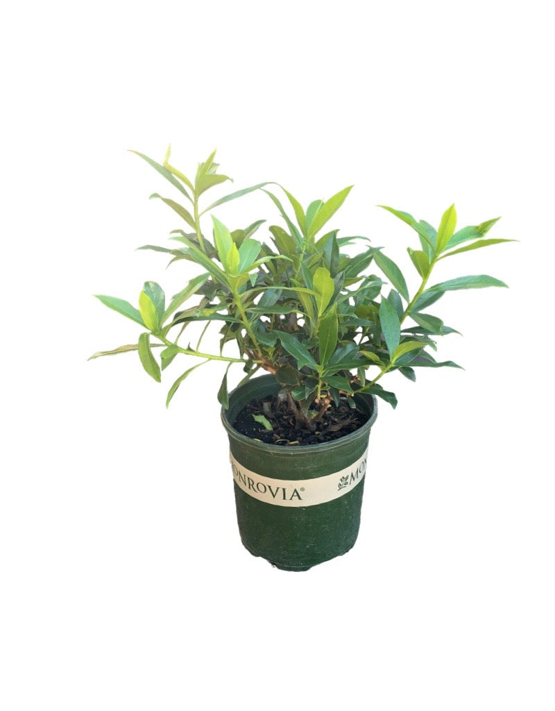 Daphne 'Perfume Princess'