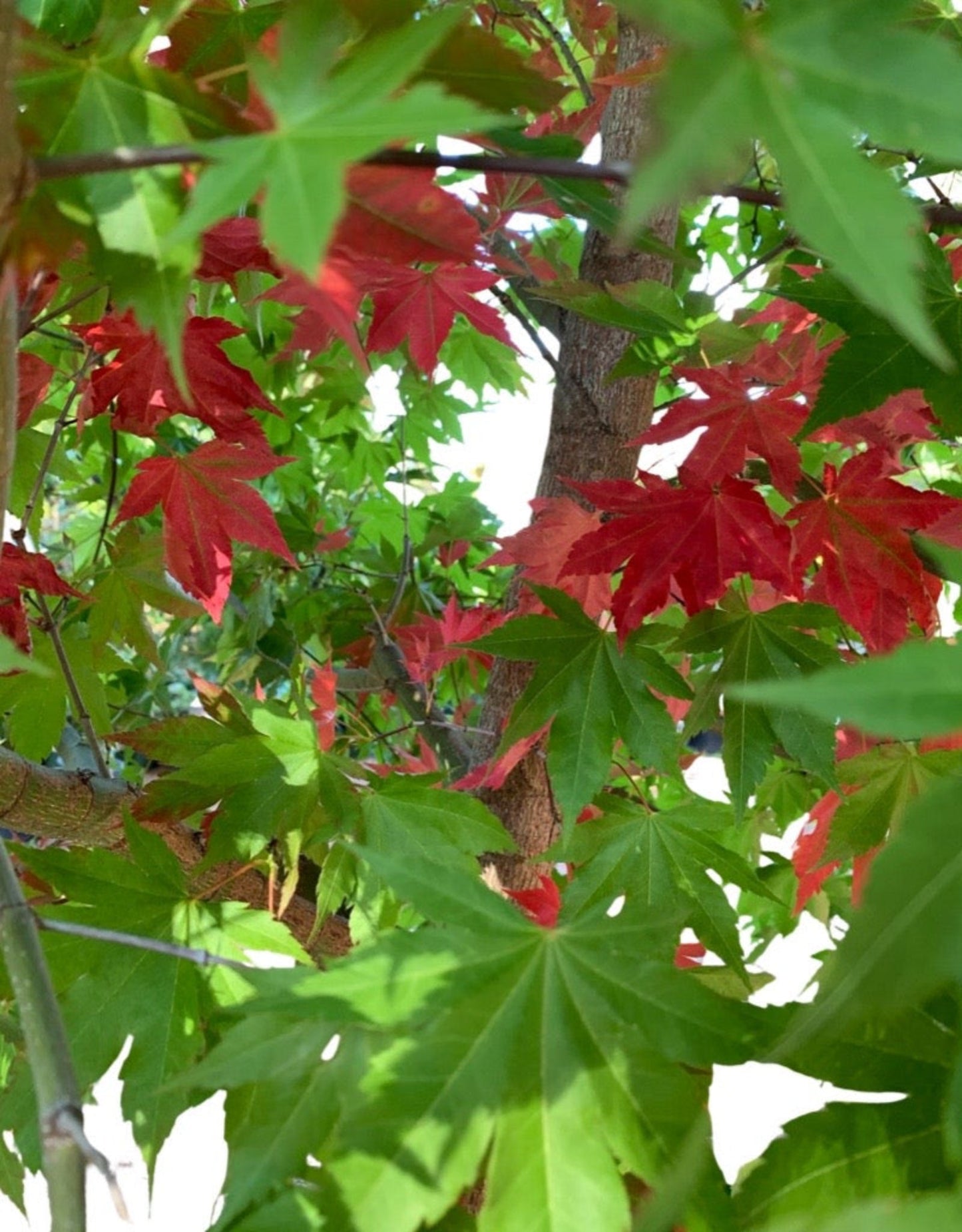 Acer x pseudosieboldianum 'Final Fire' - The Garden Corner