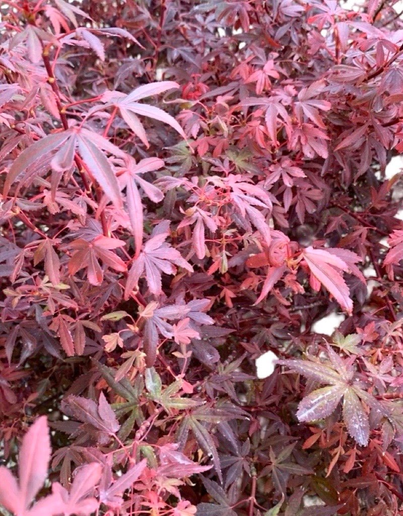 Acer palmatum 'Hime Shojo' - The Garden Corner