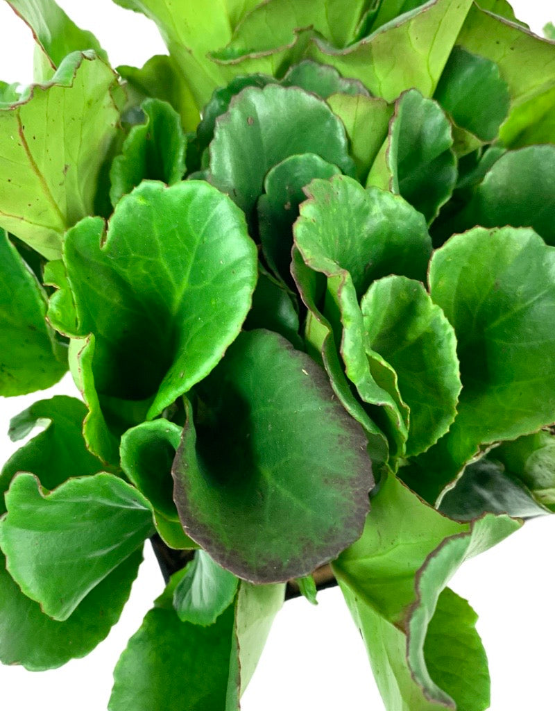 Bergenia cordifolia 'Magic Giant'