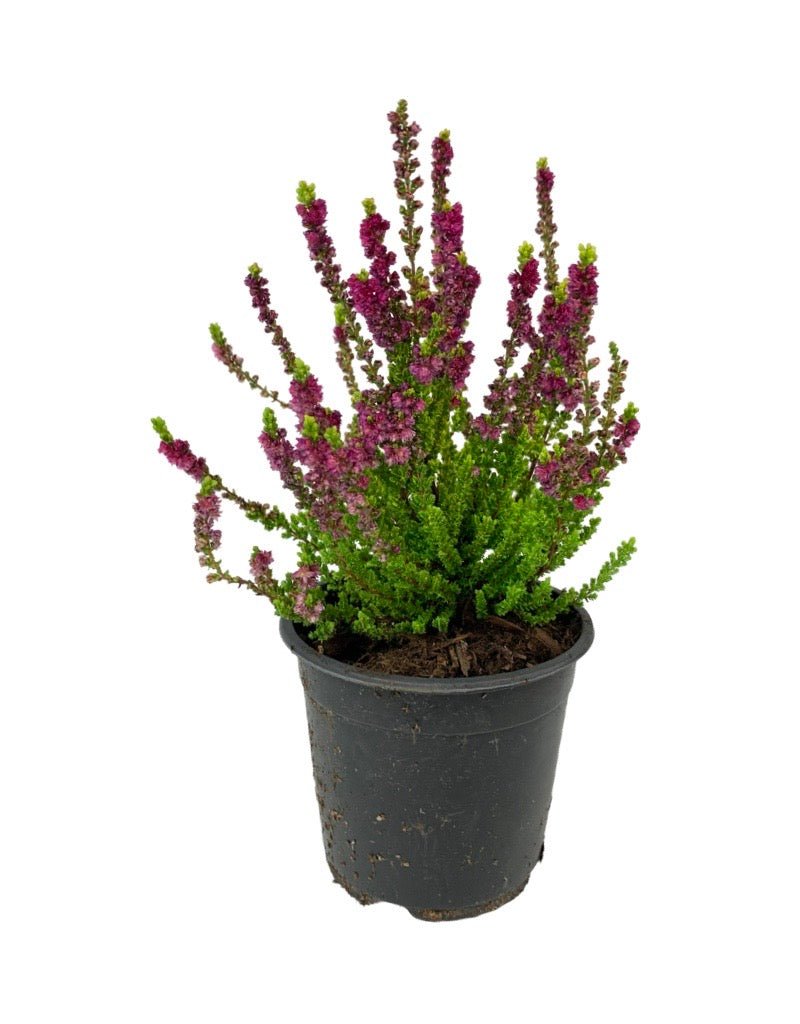 Calluna vulgaris 'Yellow Beauty' - Perennials