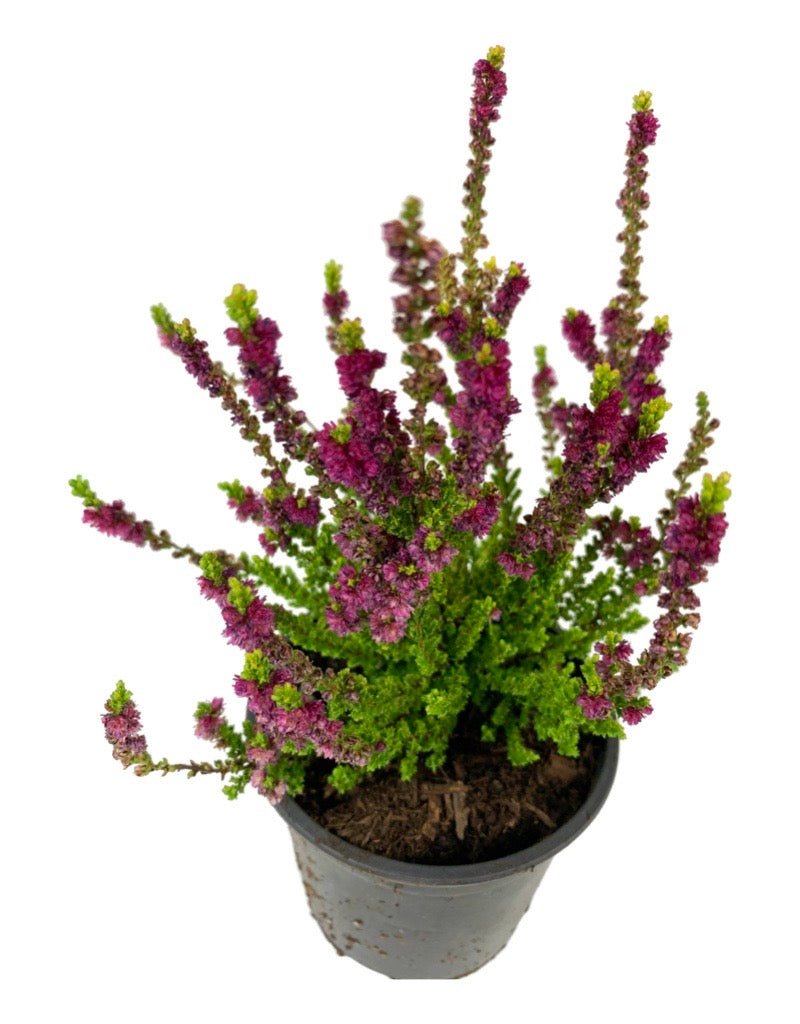 Calluna vulgaris 'Yellow Beauty' - The Garden Corner