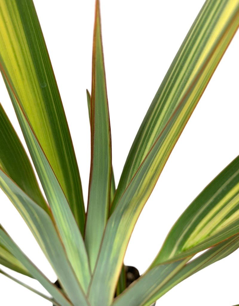 Phormium tenax 'Apricot Queen' - The Garden Corner