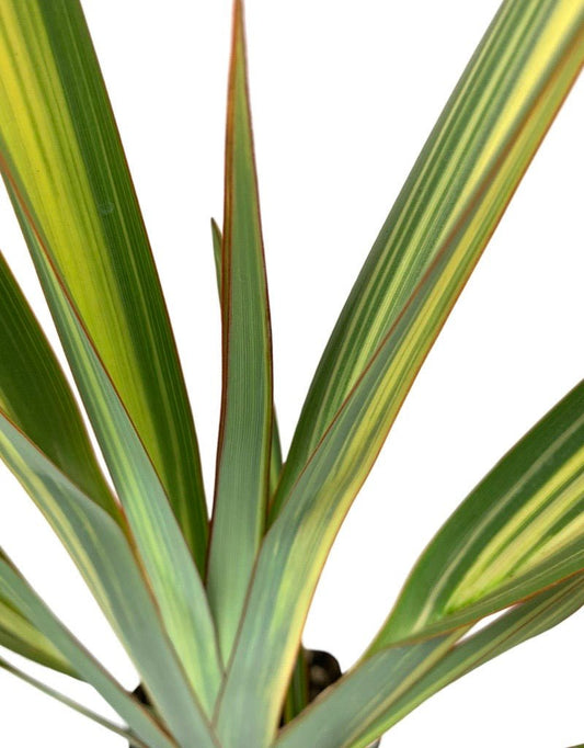 Phormium tenax 'Apricot Queen' - The Garden Corner