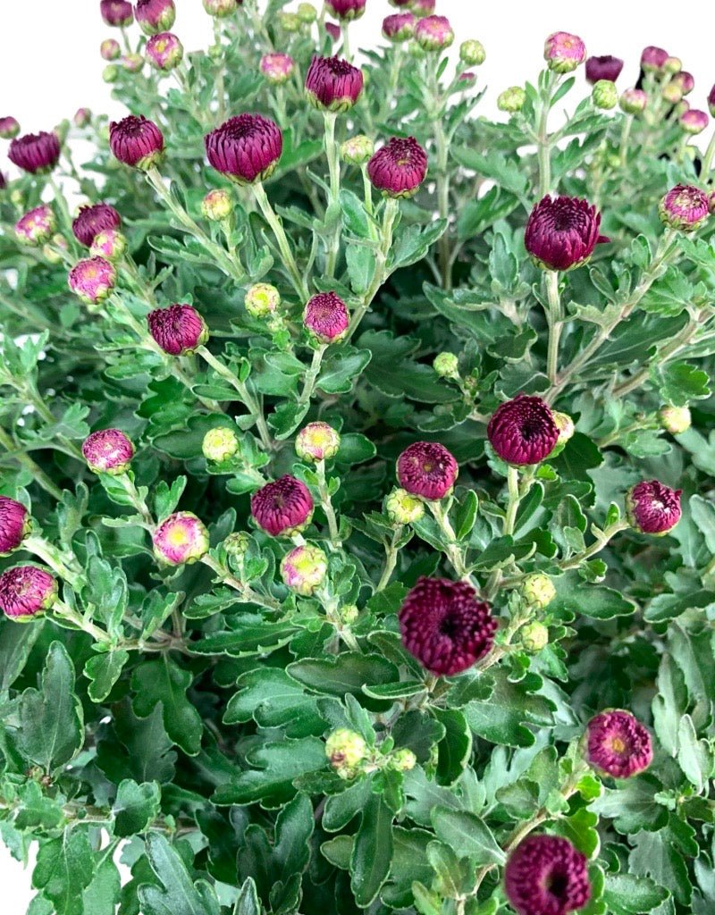 Chrysanthemum 'Cheryl Regal Purple' - The Garden Corner