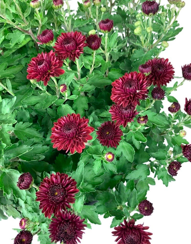 Chrysanthemum 'Cheryl Jolly Red' - The Garden Corner