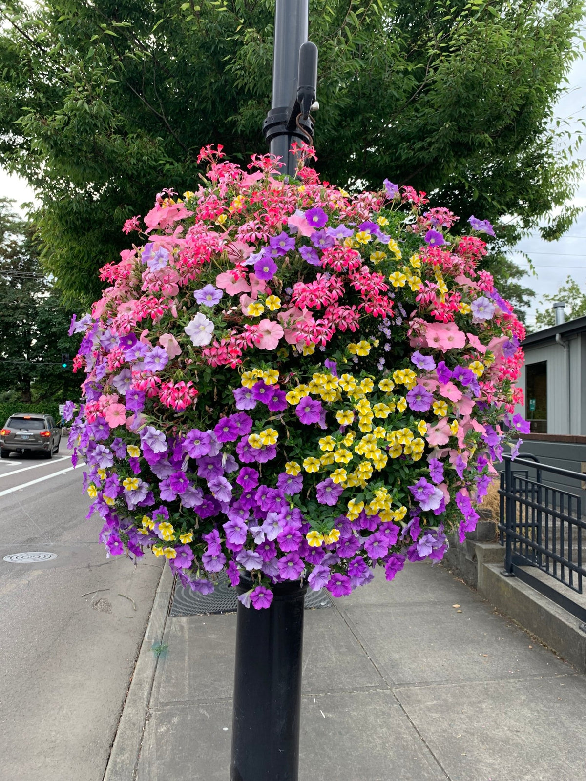 Our Passion Basket - Pre-Order - Annuals