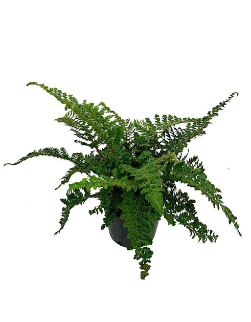 Polystichum polyblepharum - Perennials