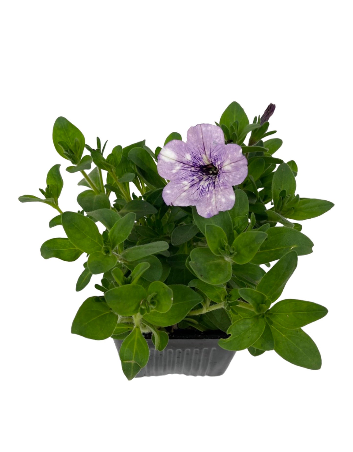 Petunia 'Headliner Crystal Sky'