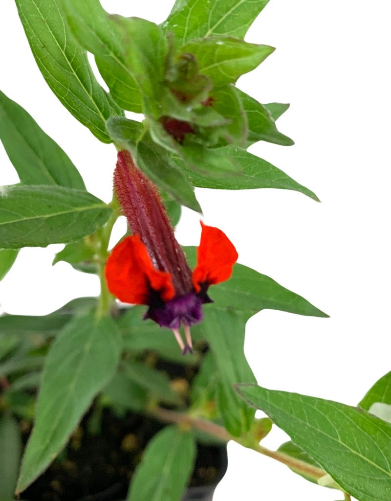 Cuphea 'Firecracker'