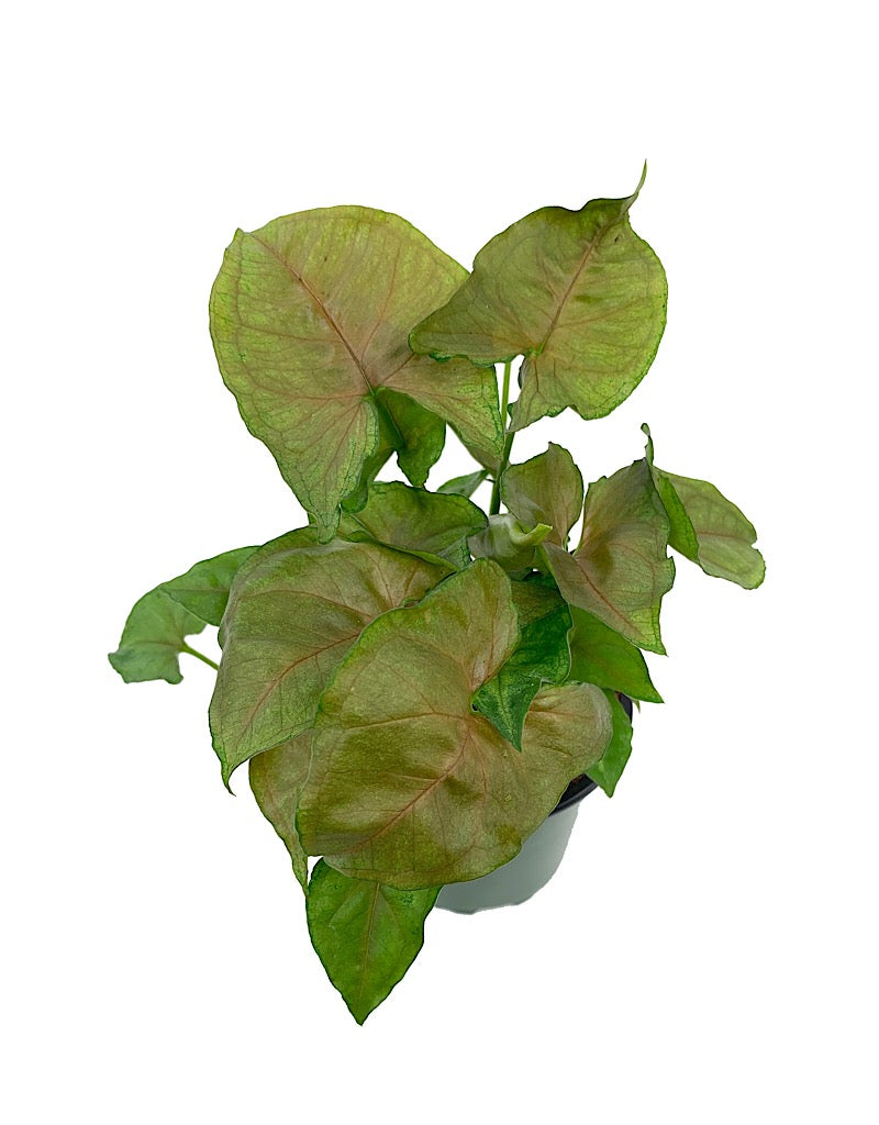 Syngonium podophyllum 'Candyberry' 4 inch