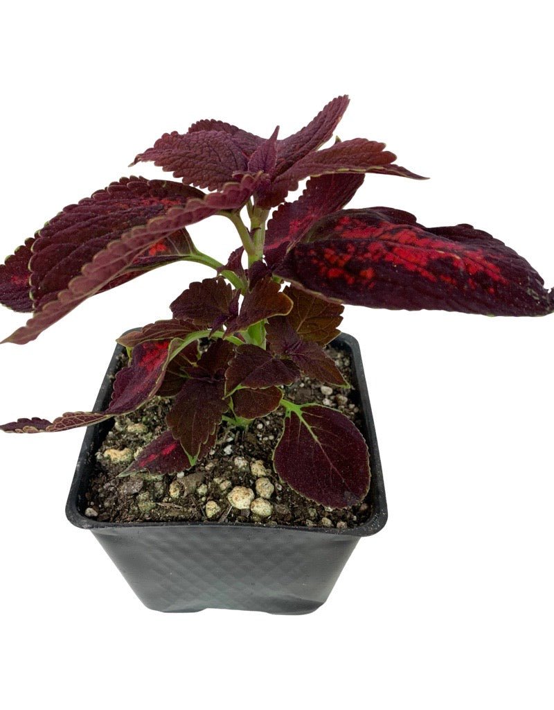 Coleus 'Kingswood Torch' 4 Inch - The Garden Corner