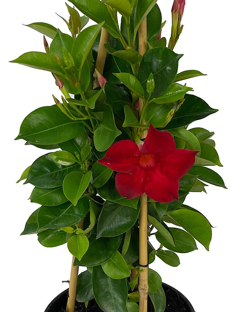 Mandevilla 'Sun Parasol Crimson' 1 Gallon - The Garden Corner