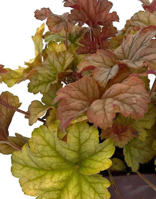 Heuchera €˜Topaz Jazz Quart - The Garden Corner