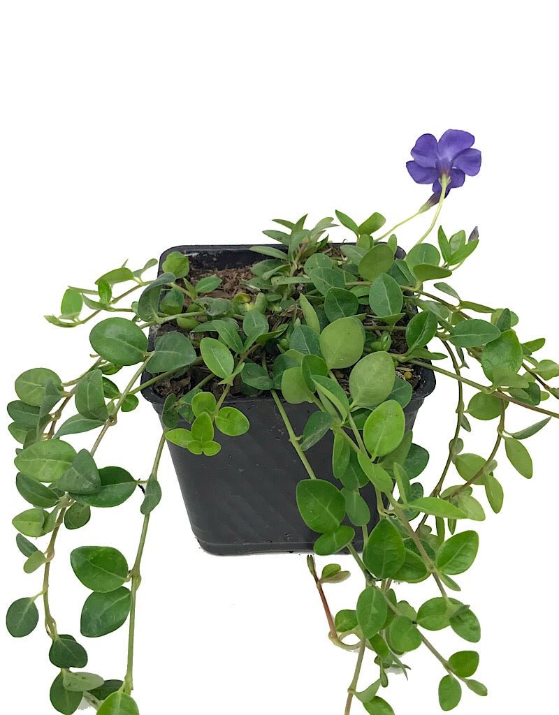 Vinca minor 'Bowles' - Groundcovers
