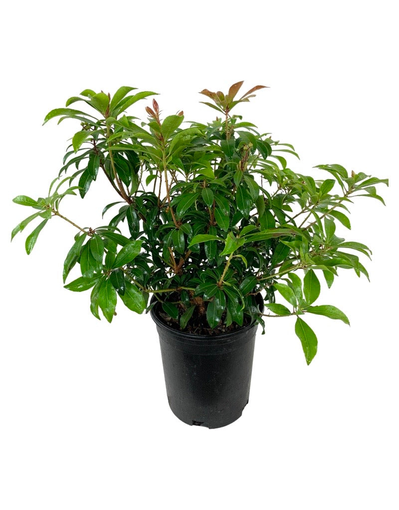 Pieris japonica 'Enchanted Forest Impish Elf'