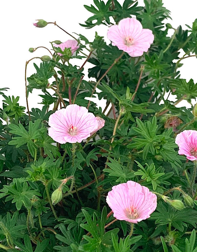 Geranium 'Apfelblute' 1 Gallon - The Garden Corner